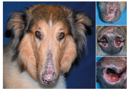 O Lúpus Canino pode ser Eritematoso Sistêmico ou Discóide.