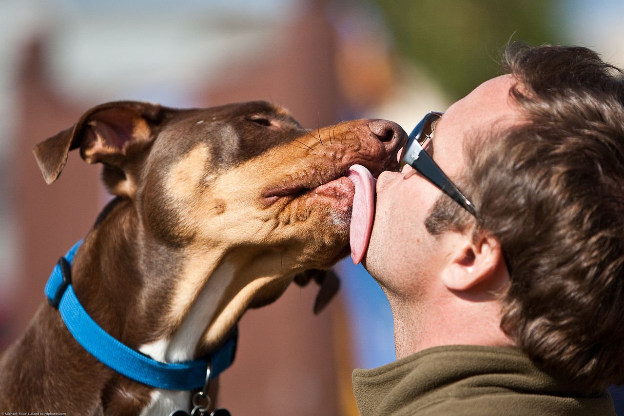 Saiba tudo sobre o Lúpus nos cães e proteja seu bichinho de estimação!