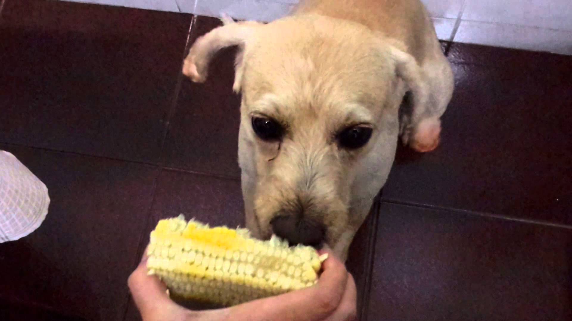 Cachorros nunca devem comer pipoca! Não ofereça o milho e nem a espiga!