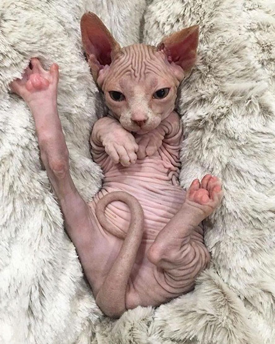Olha que lindo este bebê de Gato Sphynx cheio de dobrinhas!