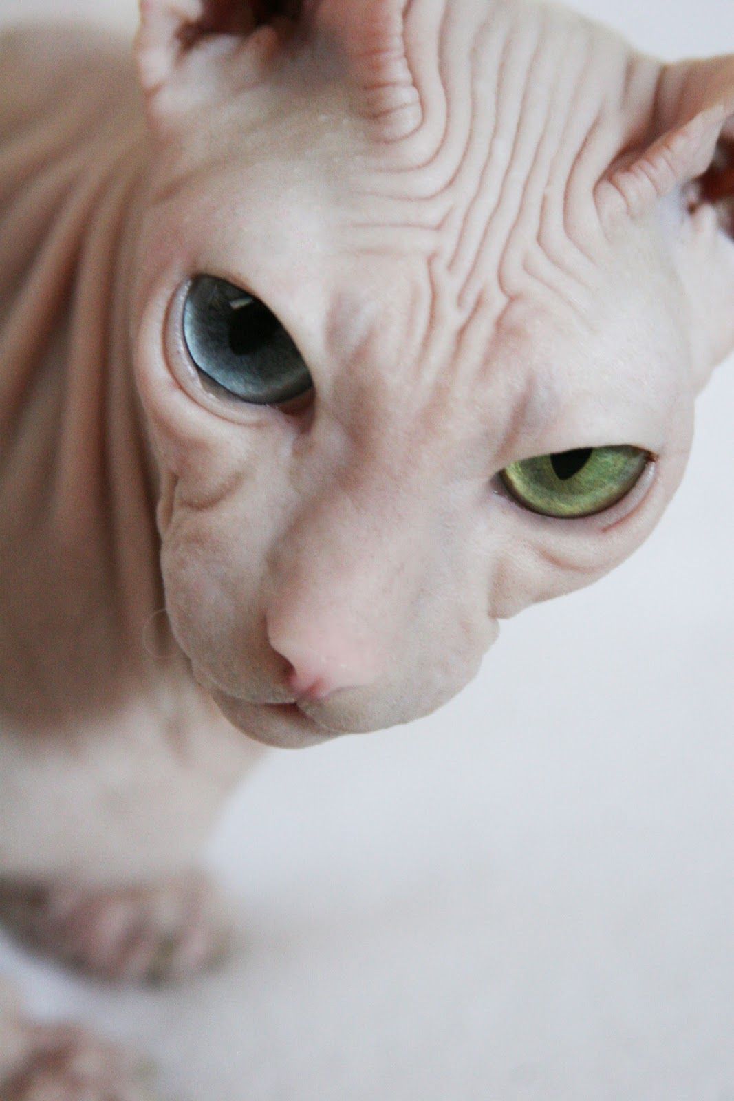 Os olhos coloridos do Gato Sphynx são um charme a mais