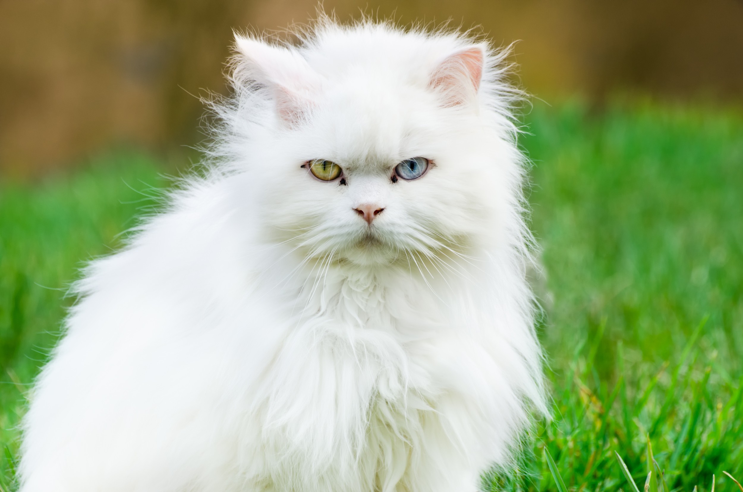 Pelagem branca e olhos de cores diferentes são as principais características do Gato Angorá!