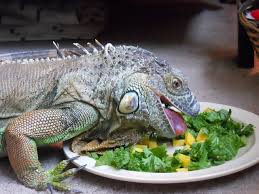O Que Iguana Come