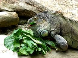 O Que Iguana Come