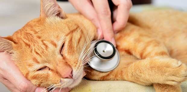 Sinais de alerta para a saúde de um gato