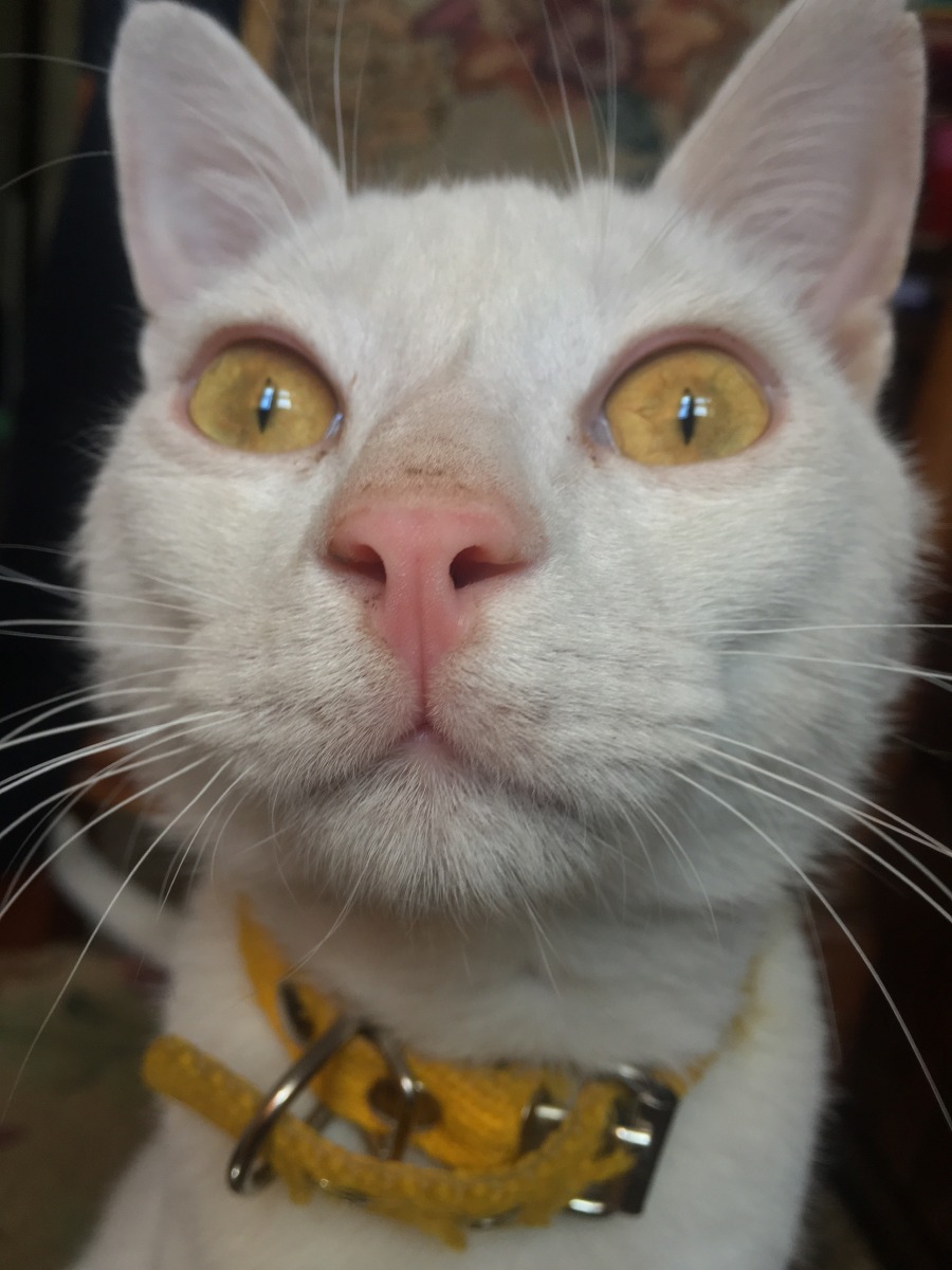 Gato Albino, com o nariz vermelho, os olhos de cores exóticas!