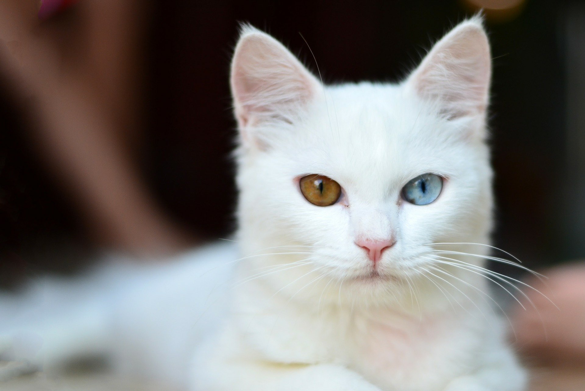A beleza do Gato Albino