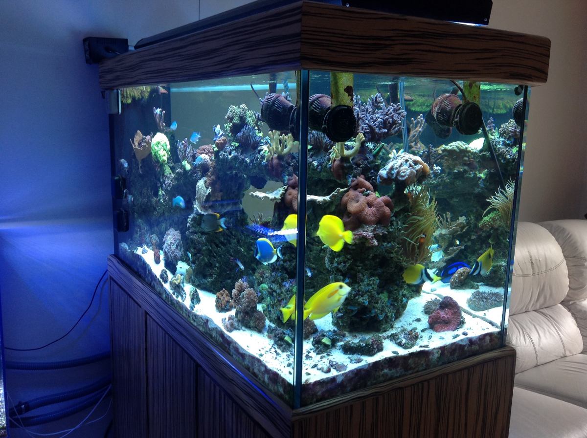 Veja que linda montagem de aquário, com pedras, plantas e diferentes peixinhos!