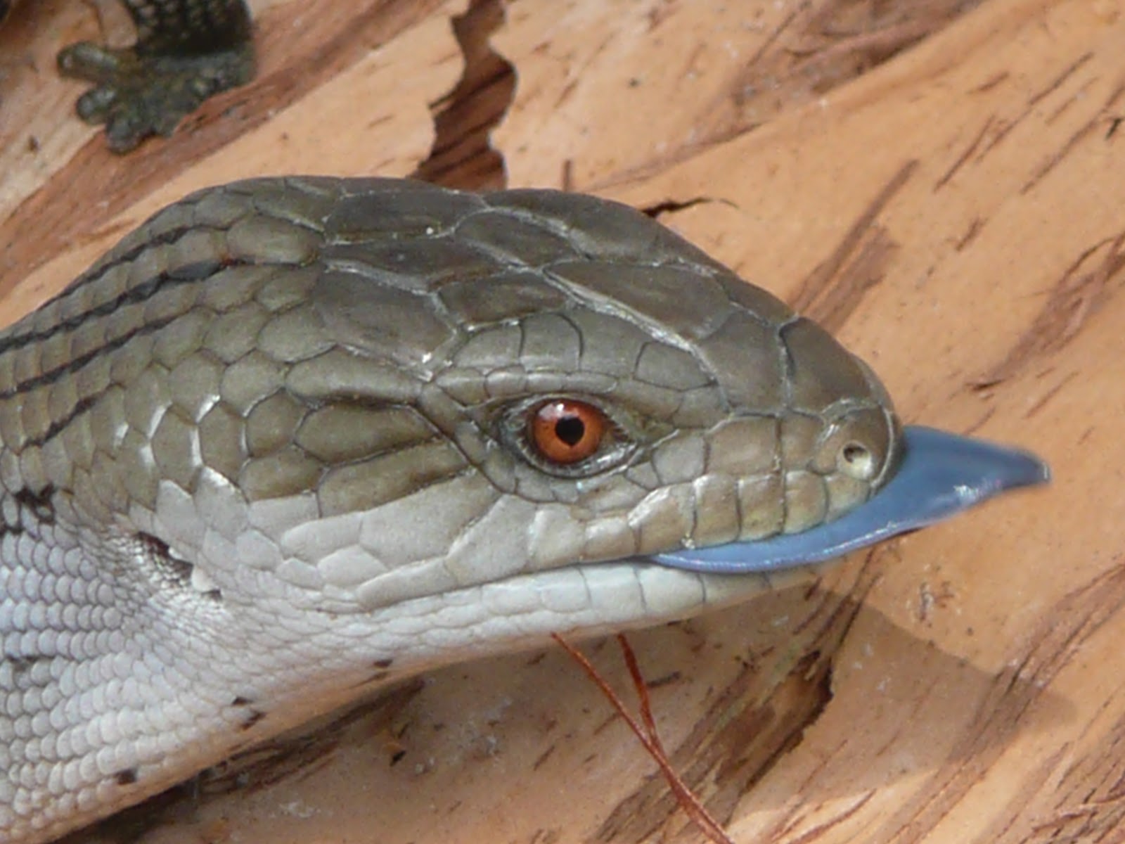 Veja porque este lagarto tem o nome de Lagarto de Língua azul!