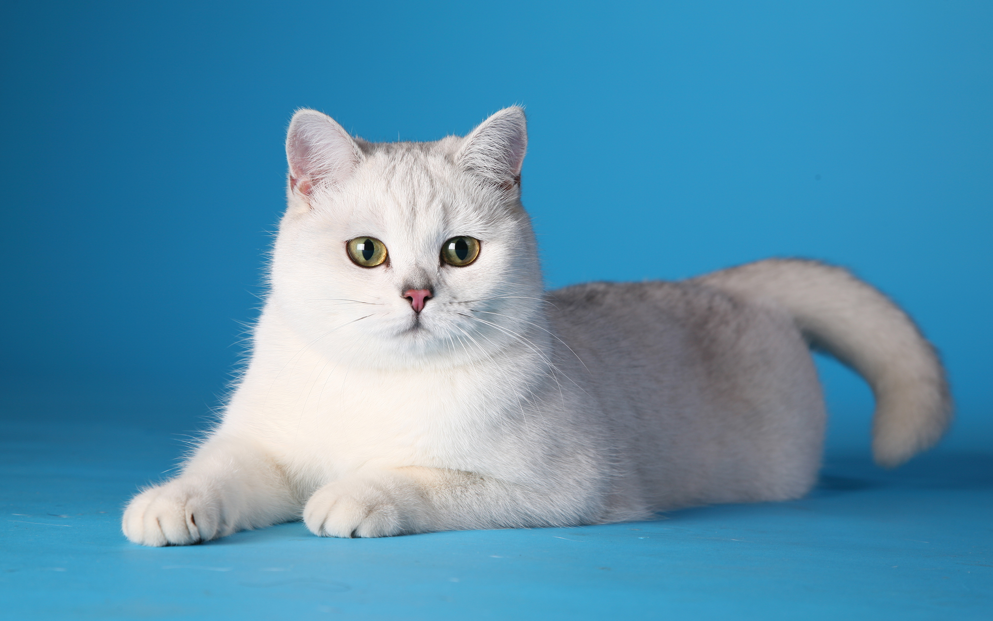 Este lindo gatinho branco, não tem as mesmas características do Gato Albino