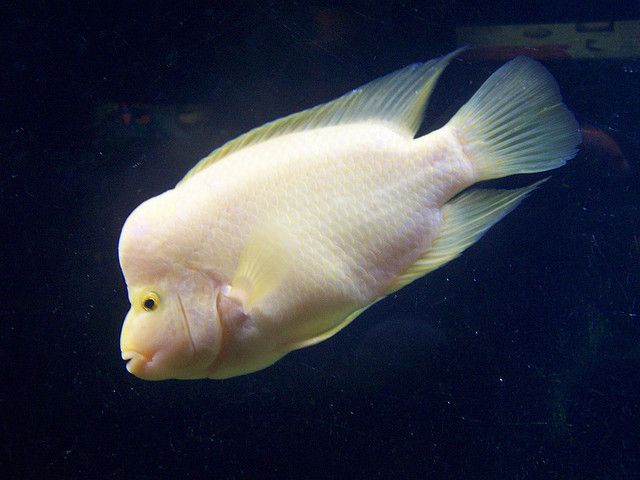 Peixe Papagaio