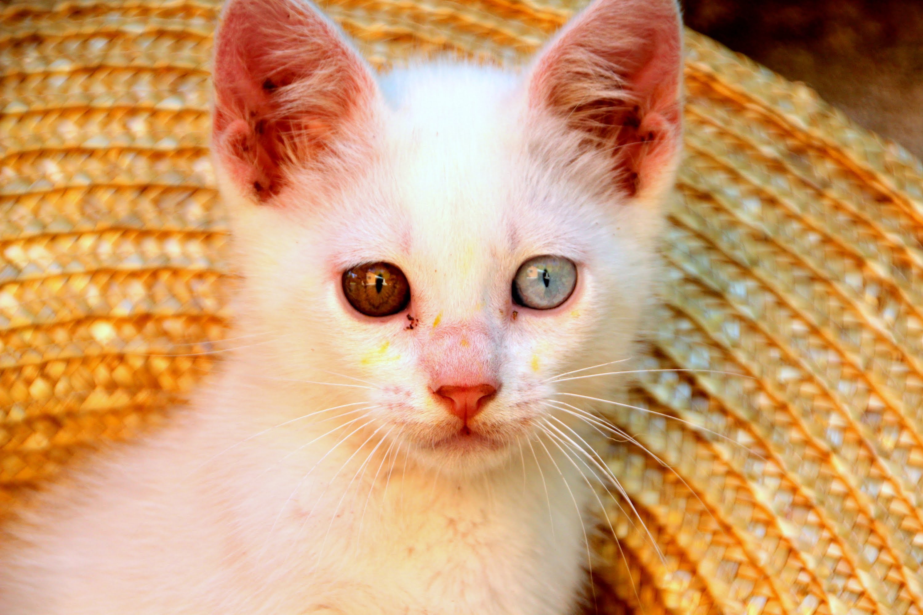 O narizinho rosado é uma das marcas do Gato Albino
