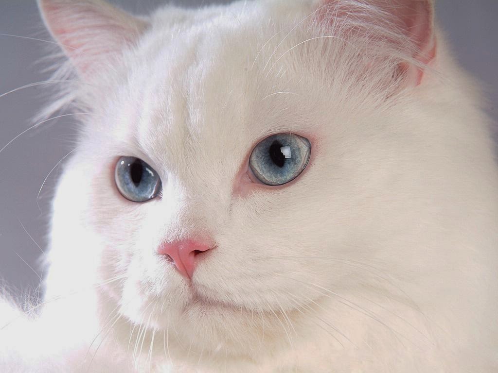 O narizinho rosado é uma das marcas do Gato Albino