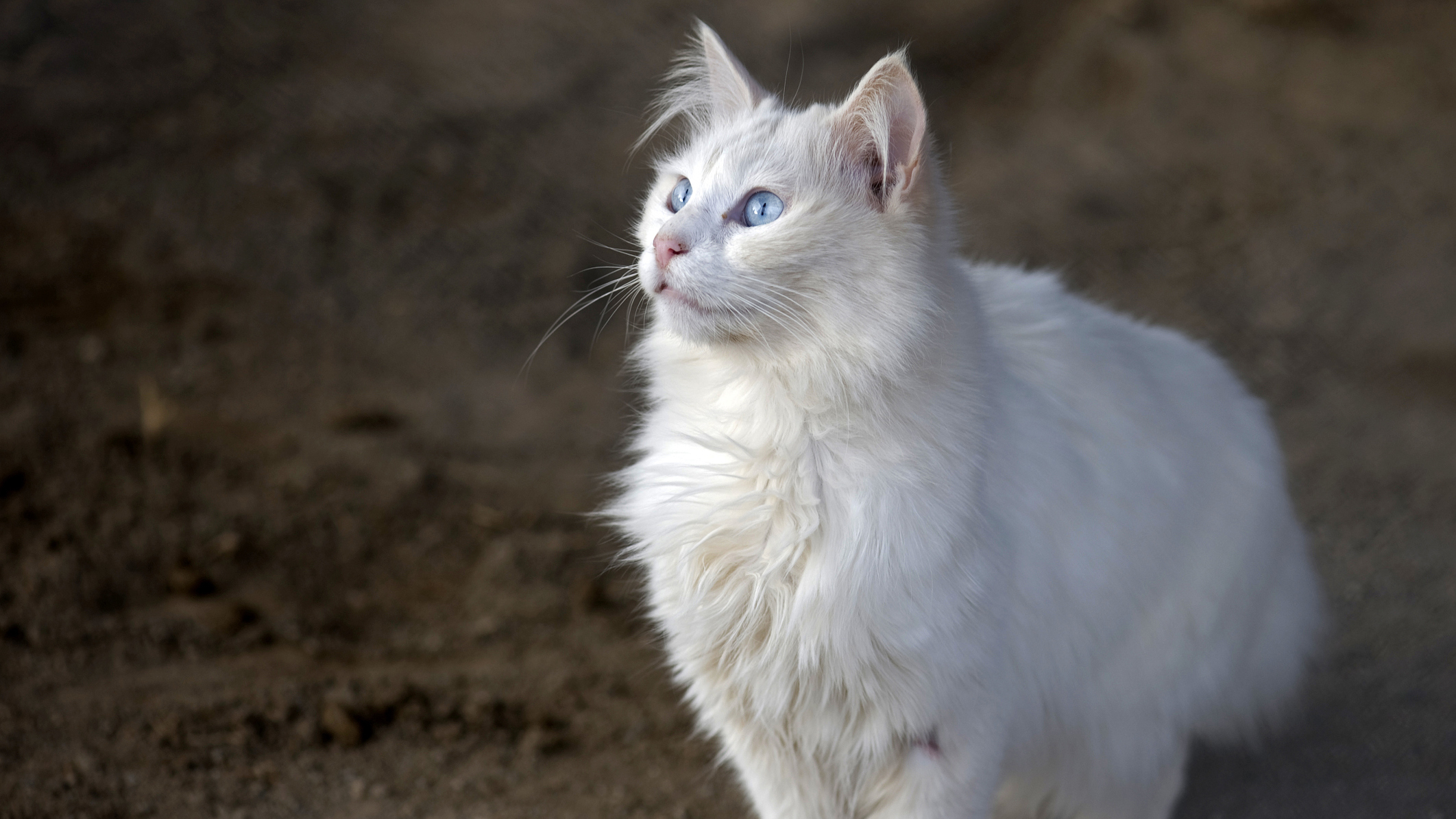 O Gato Angorá mais conhecido é este de pelagem branca e olhos azuis!