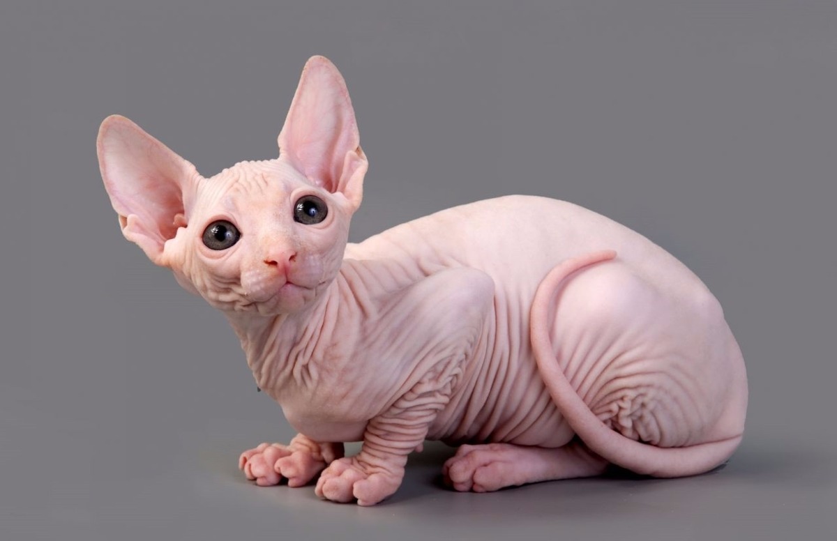 Este é o Sphynx, um gato sem pelo que requer banhos constantes.
