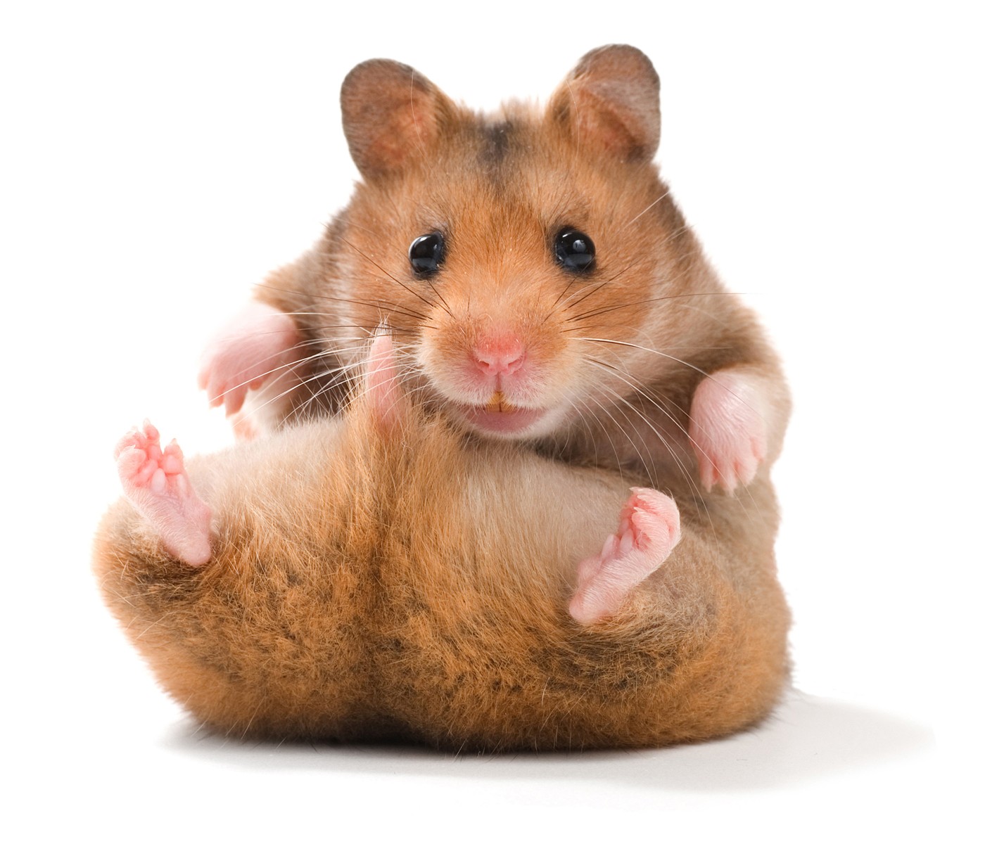 O Hamster, um fofo roedor doméstico
