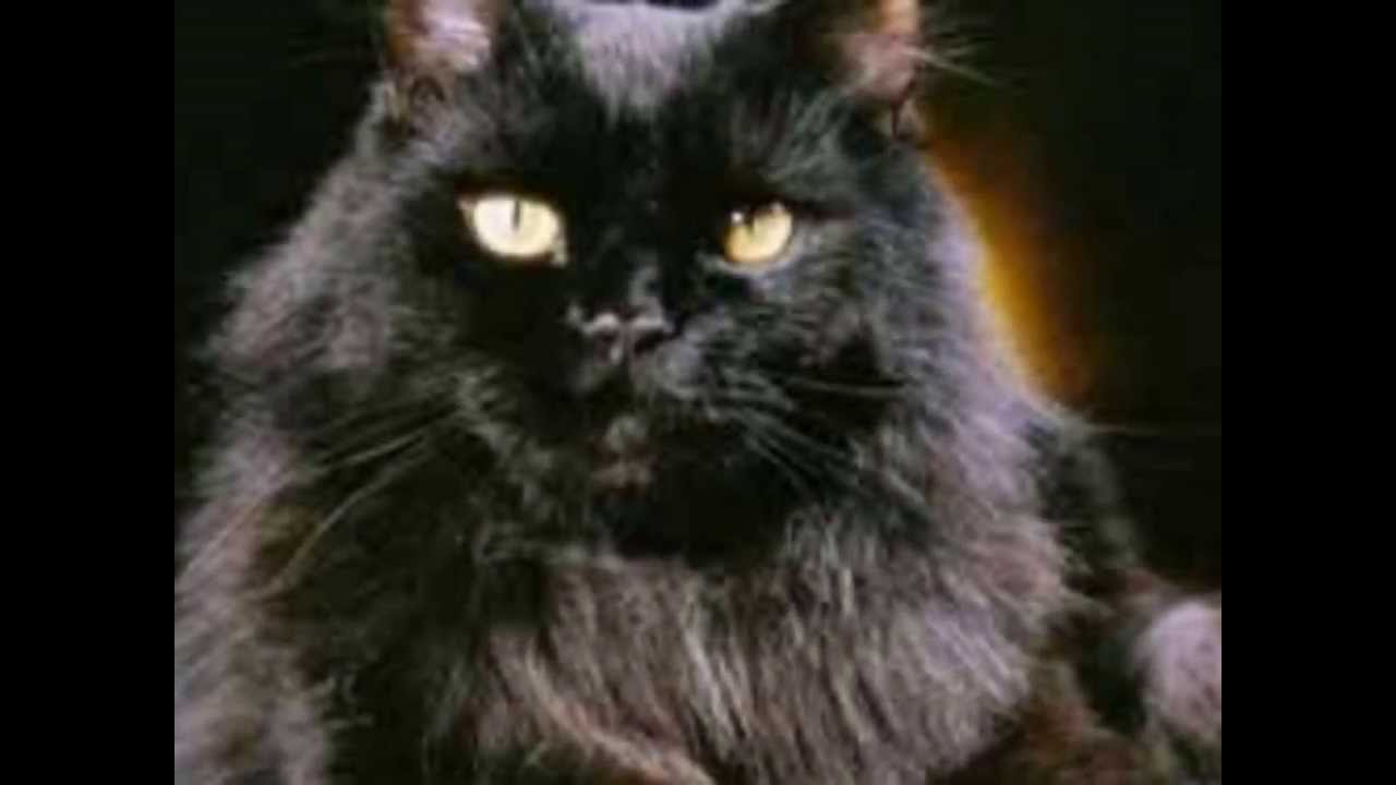 Este é o Gato Angorá preto.
