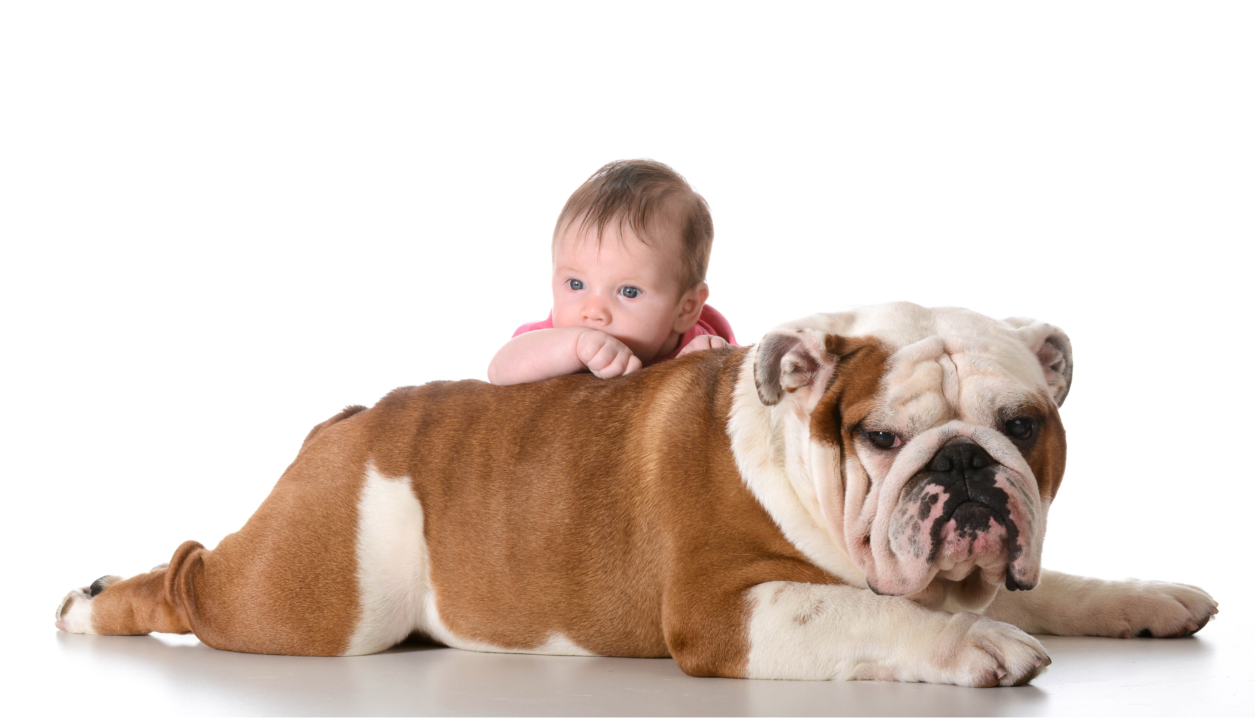 Olha que fofura este Bulldog com o bebê!