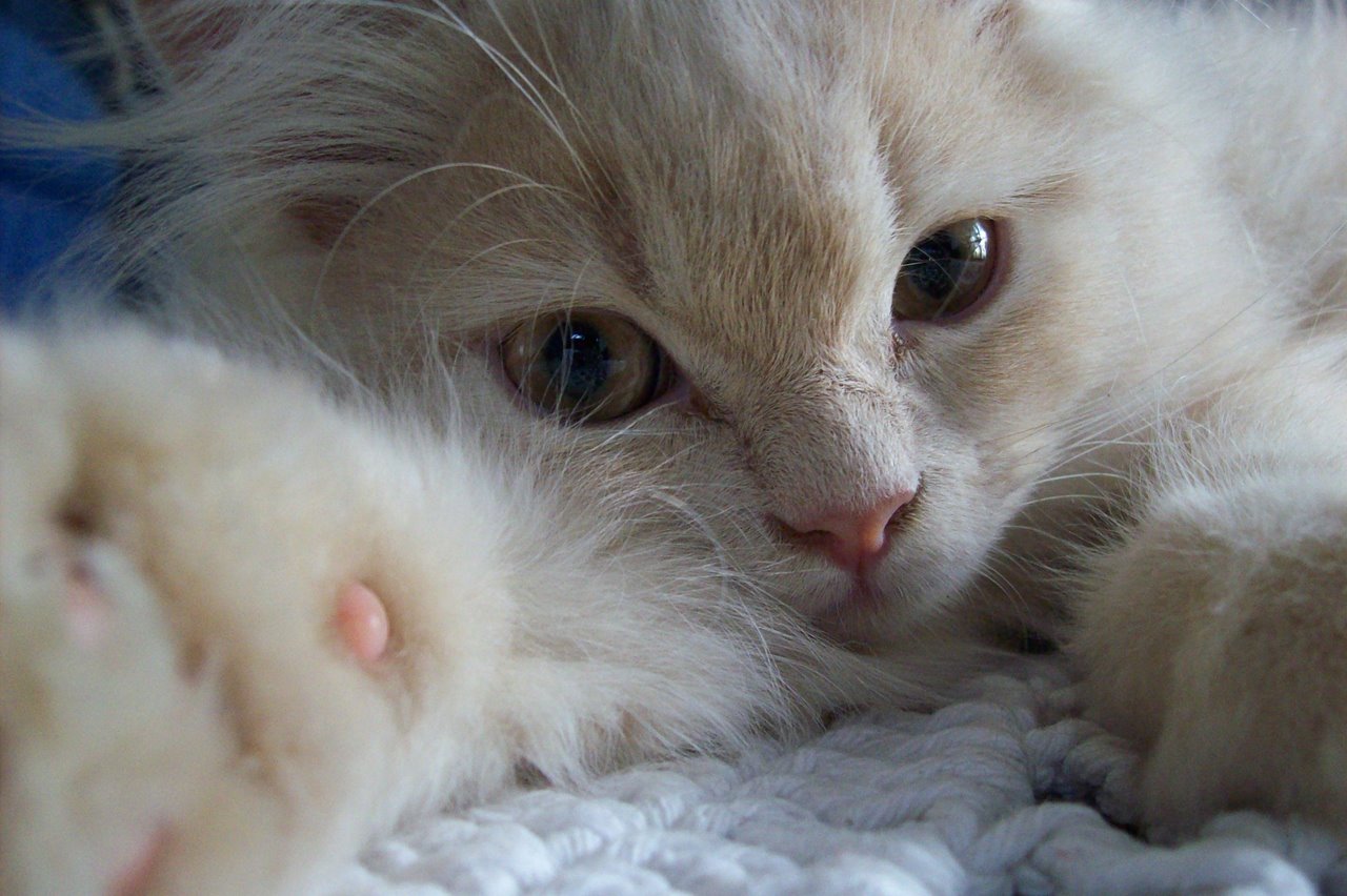 O Gato Persa é fofo demais!