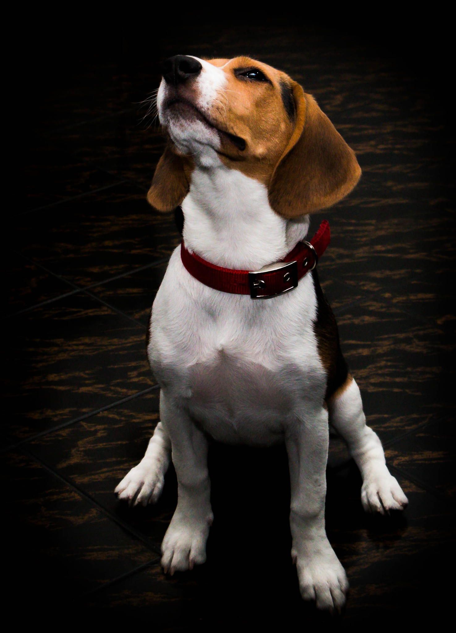 Geralmente o Beagle tem a barriguinha e o peito brancos