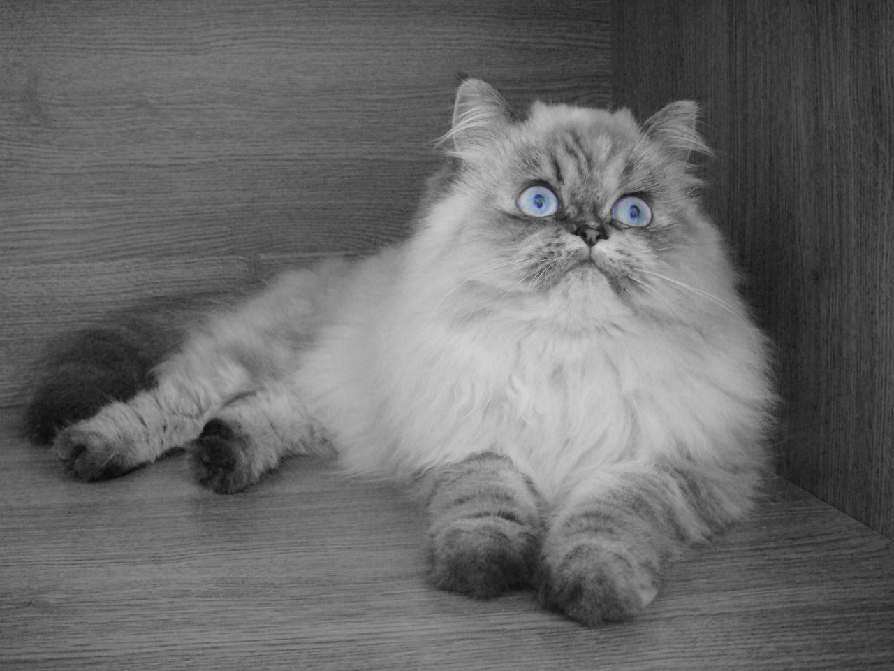 Olhos azuis e pelagem majestosa: Gato Himalaia!