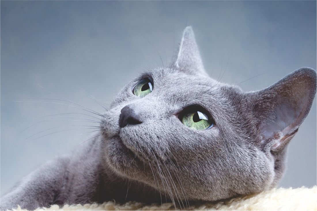 Veja este close dos lindos olhos verdes do Gato Azul Russo