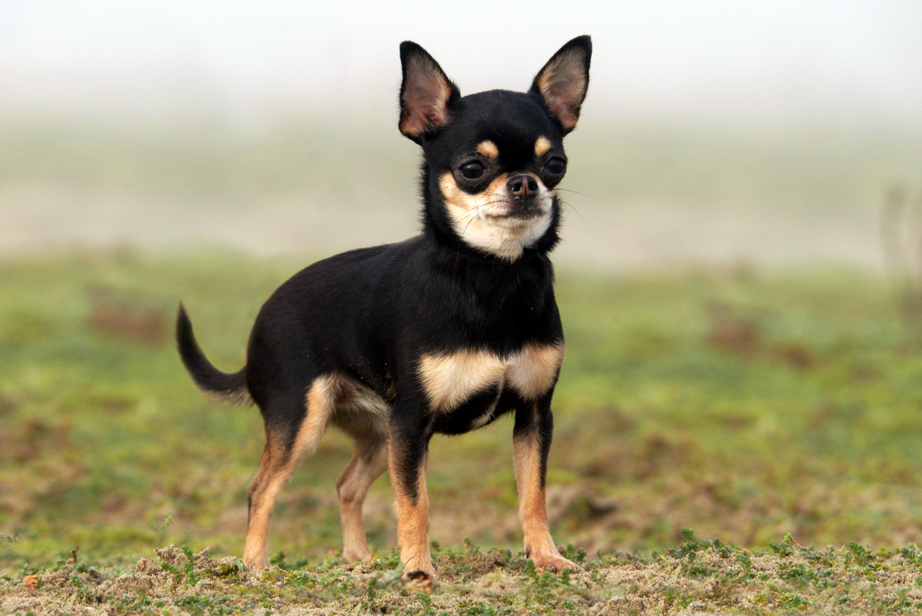 Este é o Chihuahua preto. Uma graça, não?