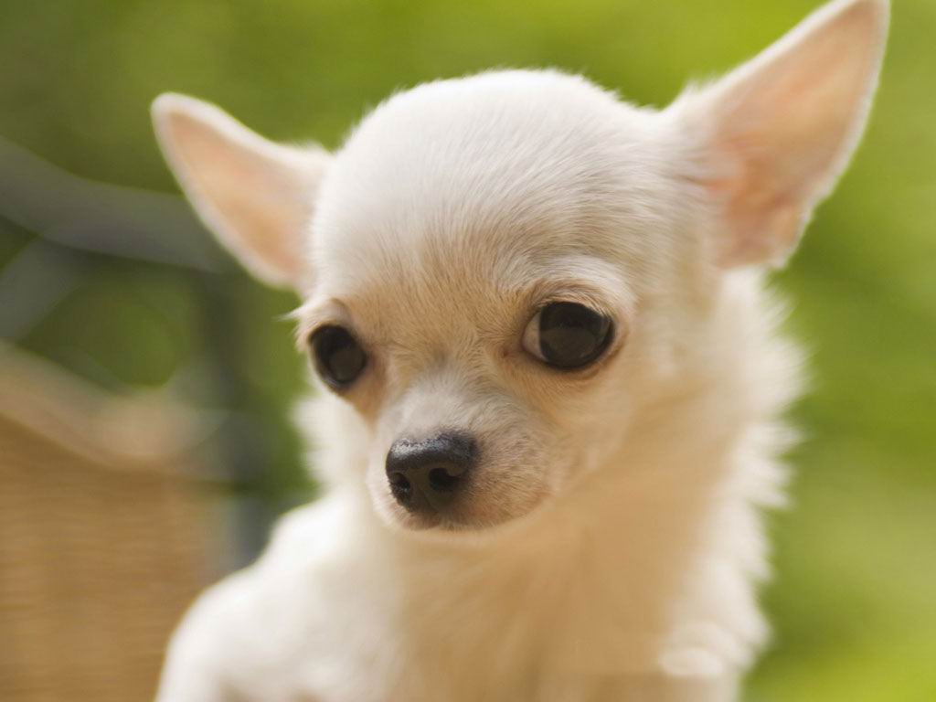 O charme do pequeno Chihuahua