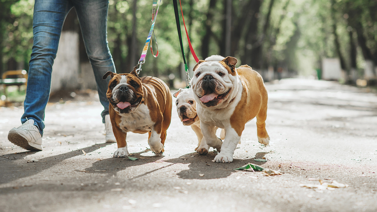 O Bulldog vai gostar de te acompanhar em passeios...