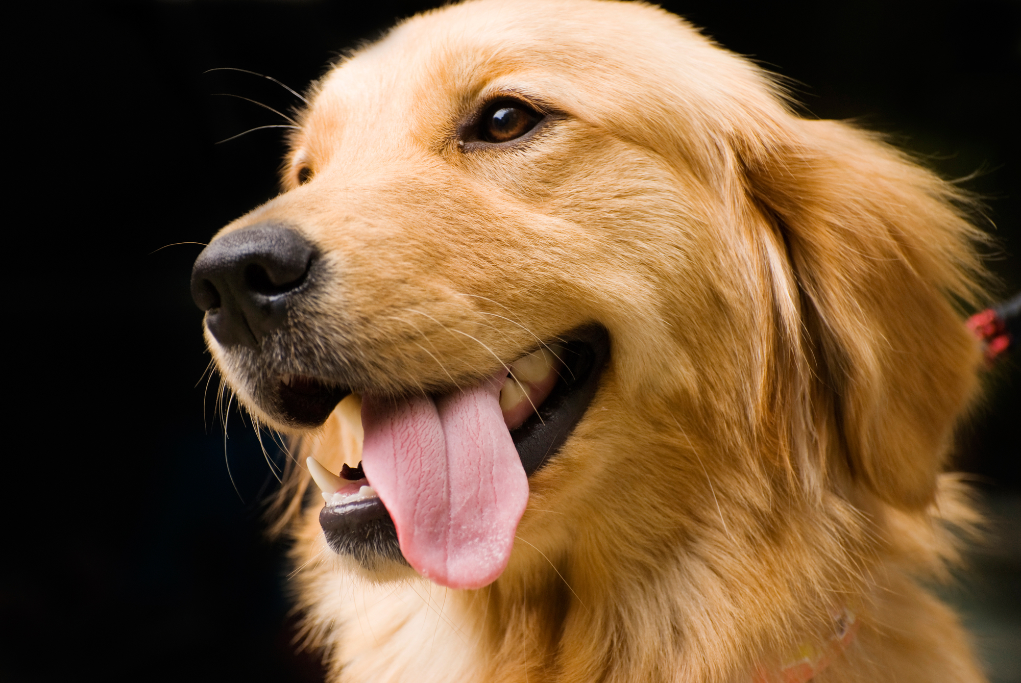 Golden Retriever: o cão dos sonhos de todo criador