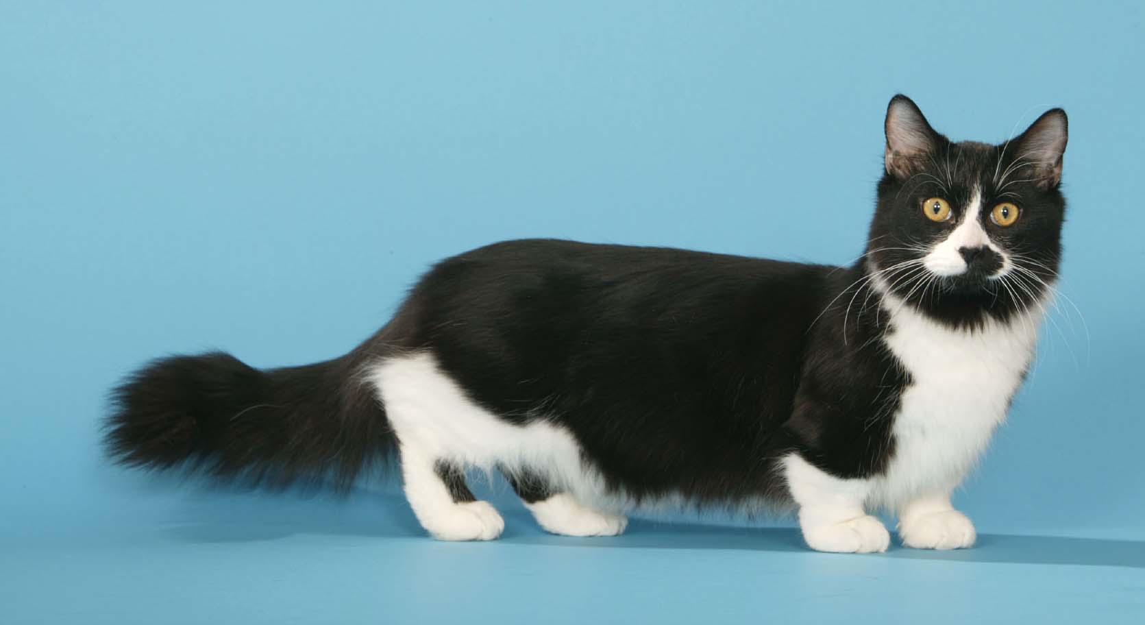 Corpo bem comprido e perninhas bem curtas: Gato Munchkin