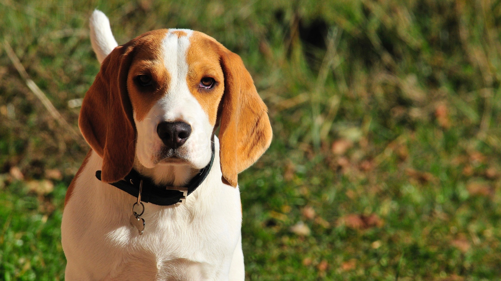 Este é o Beagle!