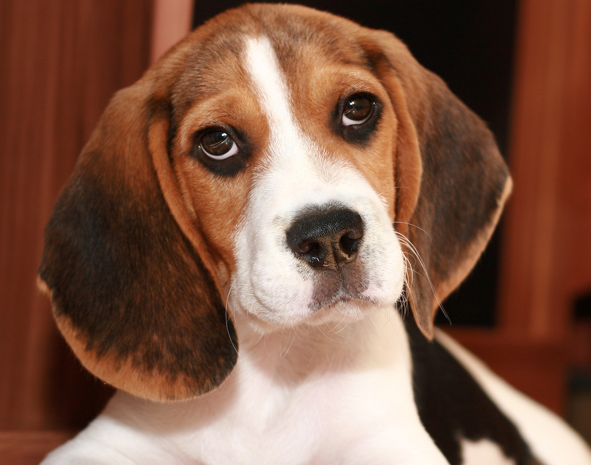 Os olhos pidões são uma característica marcante no Beagle