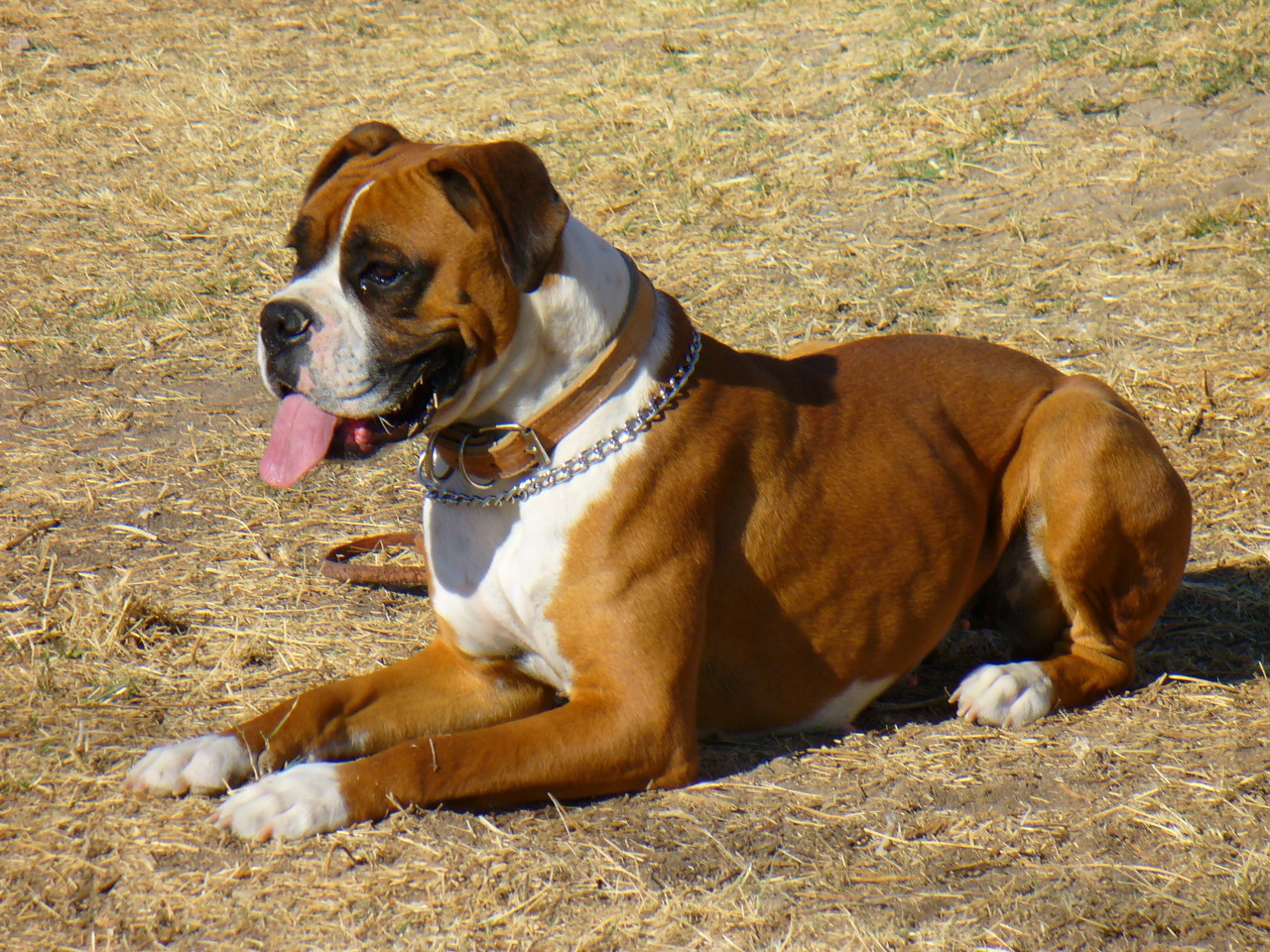 Esta é uma das cores mais comuns de pelagem do Cachorro Boxer