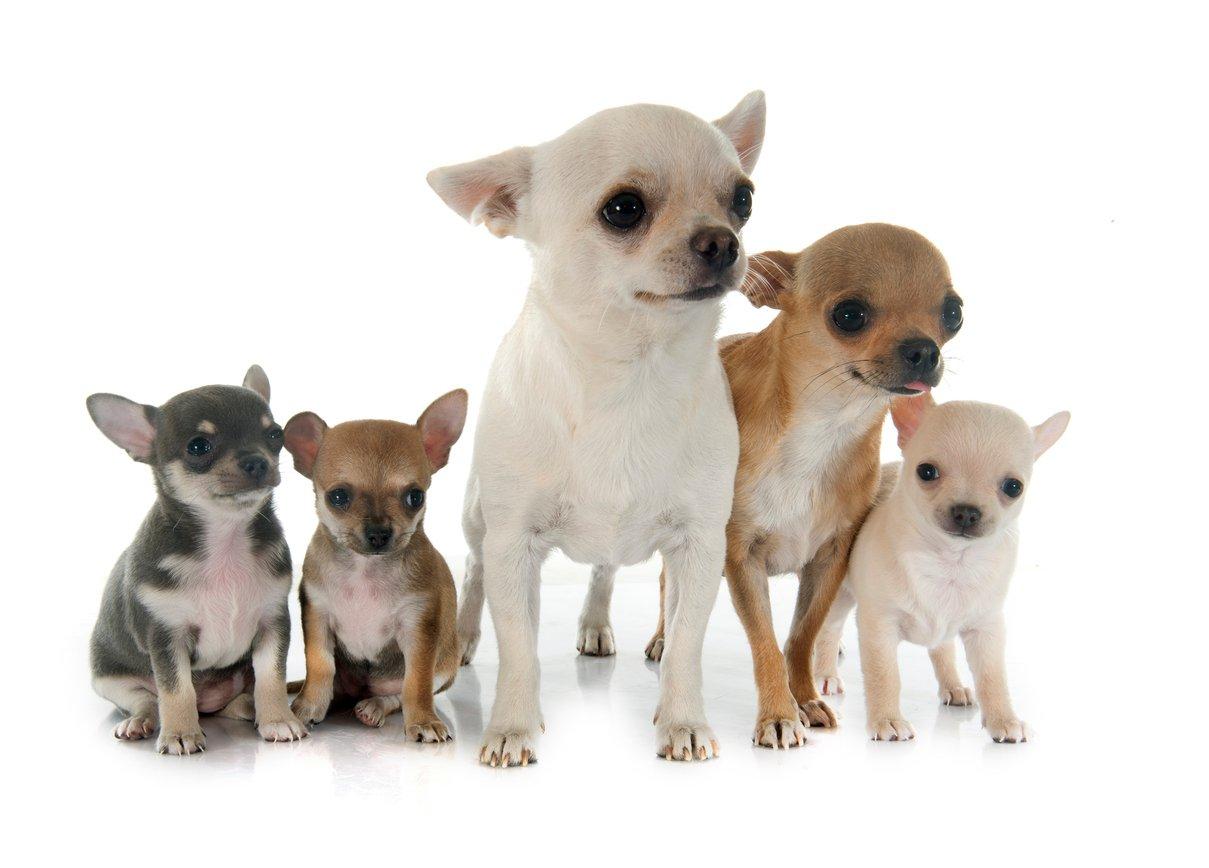 As diversas cores de Chihuahua