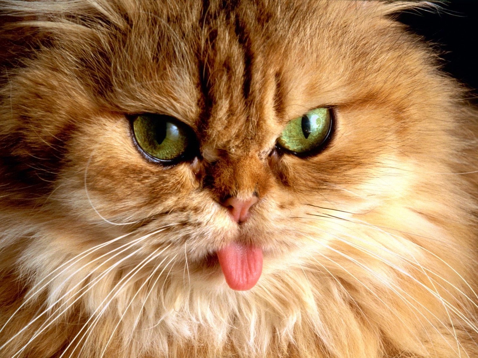 Um lindo e irreverente Gato Persa