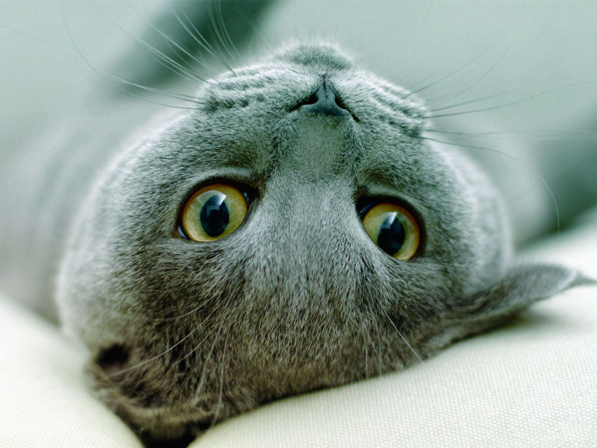 Gato Azul Russo: brincalhão e desconfiado!