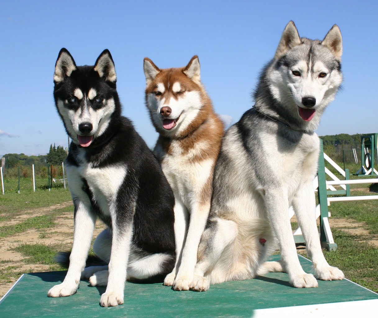 O Husky Siberiano apresenta diferentes tipos de cores