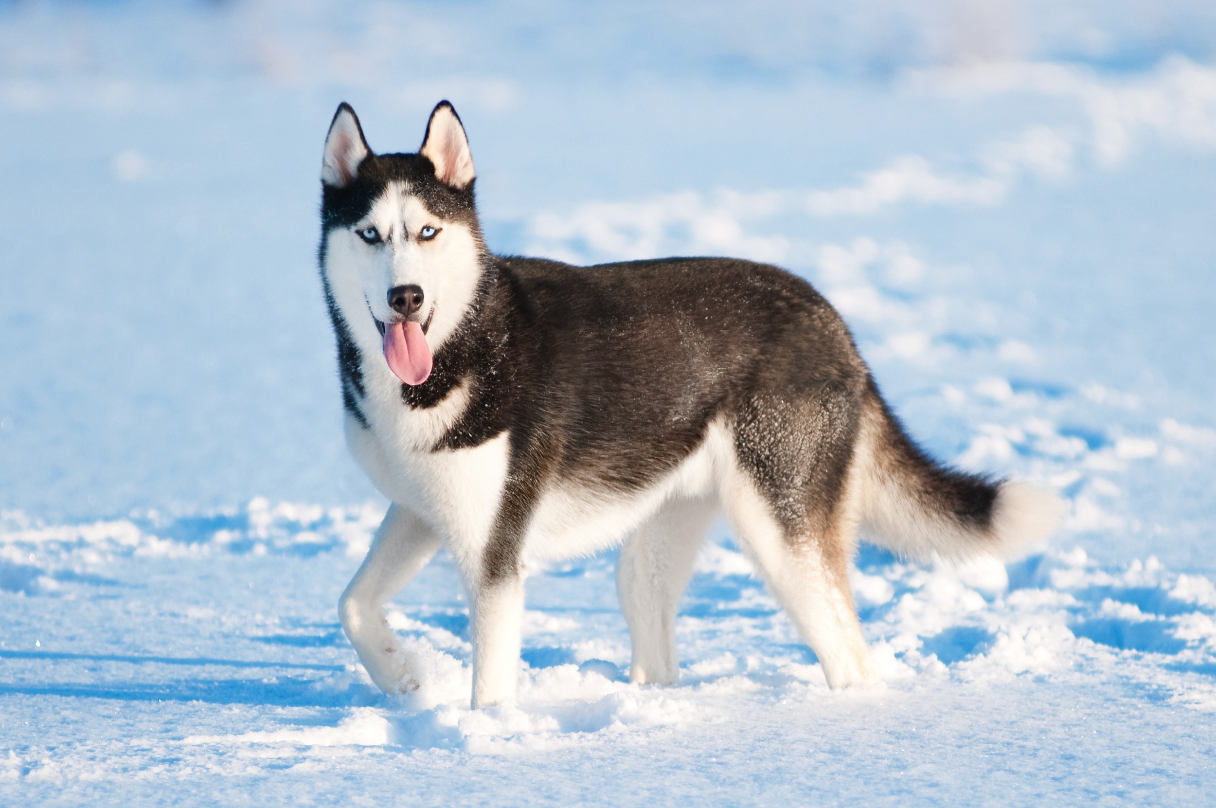 Este lindo Husky Siberiano está na neve como seus antepassados