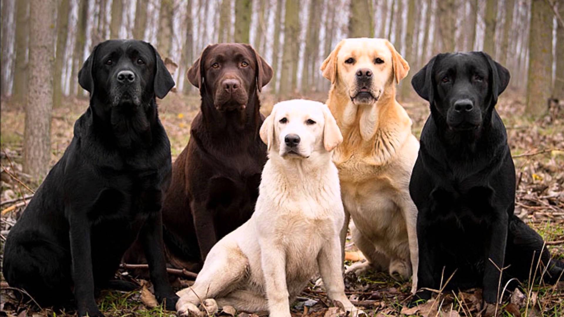 Qual das lindas cores do Labrador Retriever mais agrada você?
