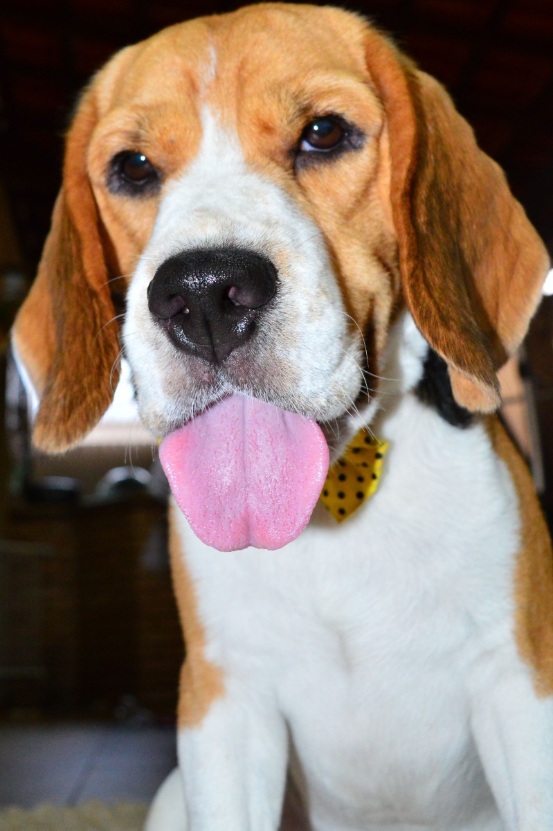 O Beagle, sempre irreverente!