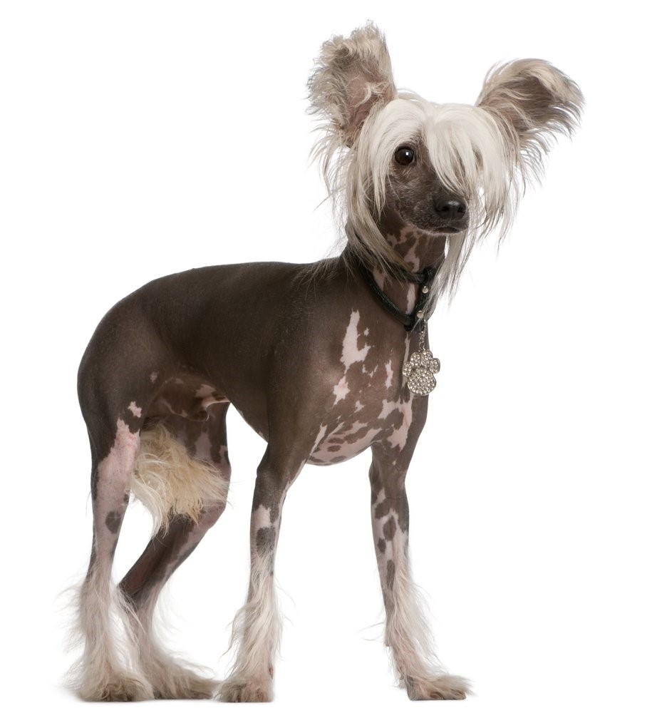 O Cão de Crista Chinês tem duas versões: uma com o corpo pelado e outra com pelos
