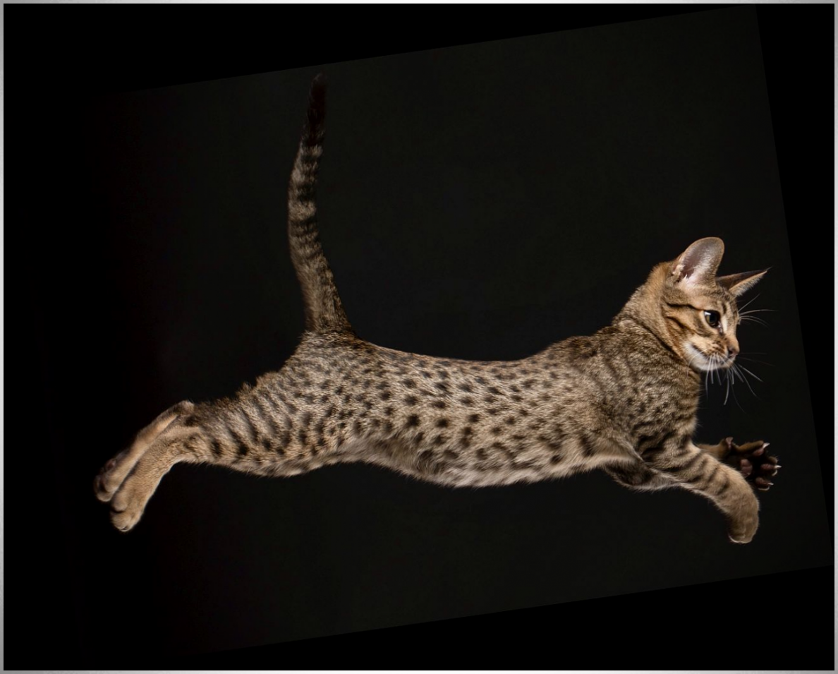 O nome Ocicat é inspirado em um felino que no Brasil conhecemos como jaguatirica