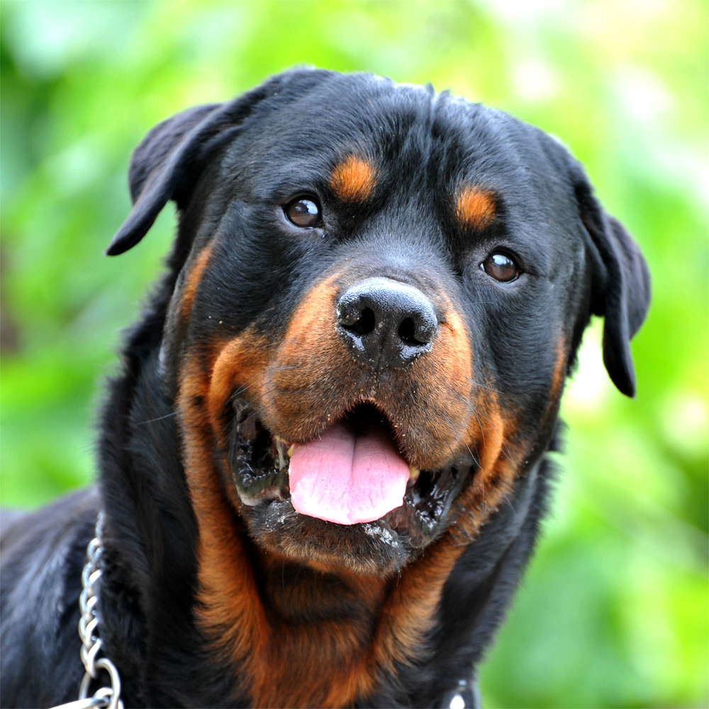 Cachorro Rottweiler: amor e proteção
