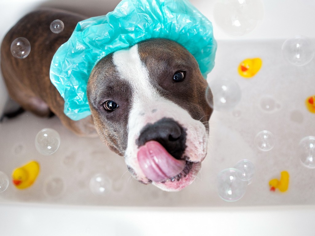 Banhos frios são uma ótima opção para refrescar seu cão no calor. Mas sem exageros...