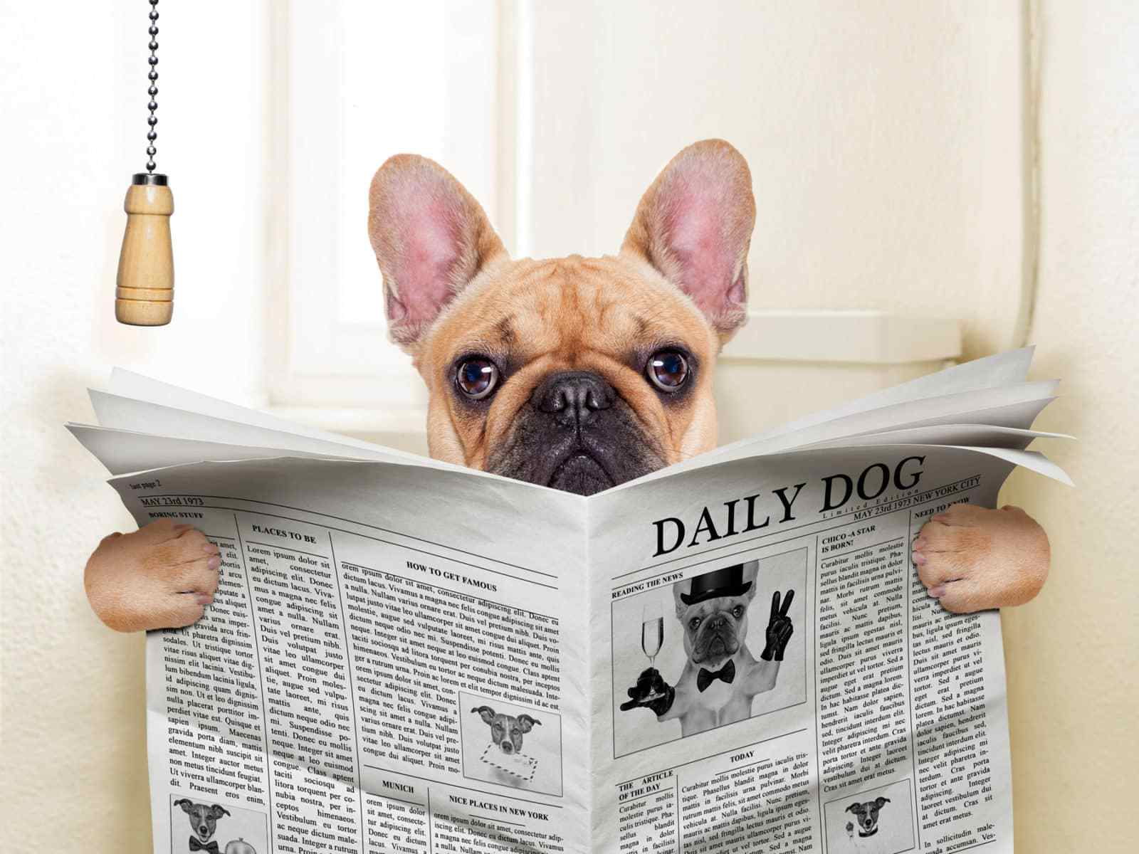 Siba agora Como Ensinar o Cachorro a Fazer as Necessidades no Jornal