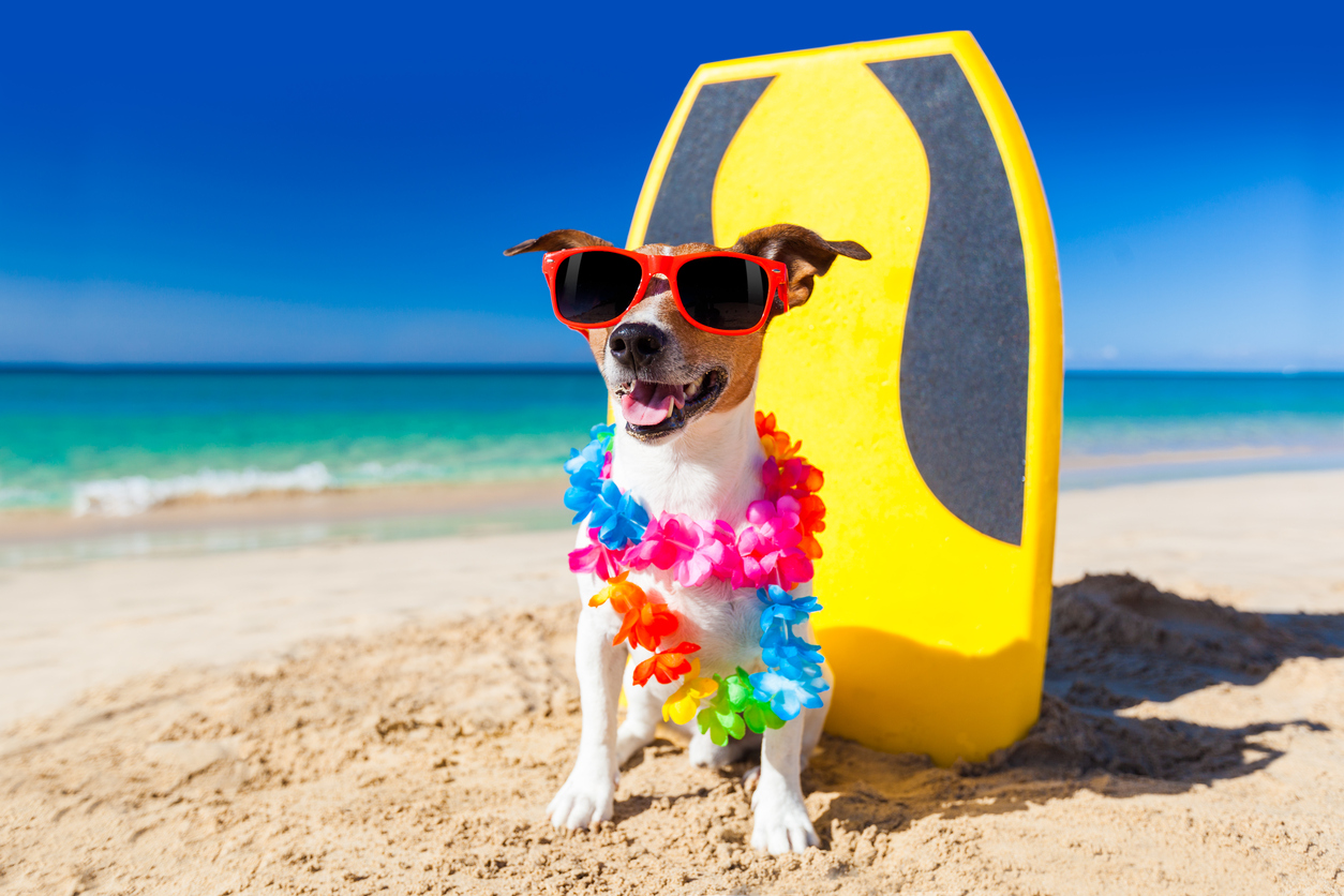 A foto é super estilosa, mas a Meu Pet Favorito lembra que os cães não devem passear na areia da praia. Mas, sim, a foto é uma fofura!