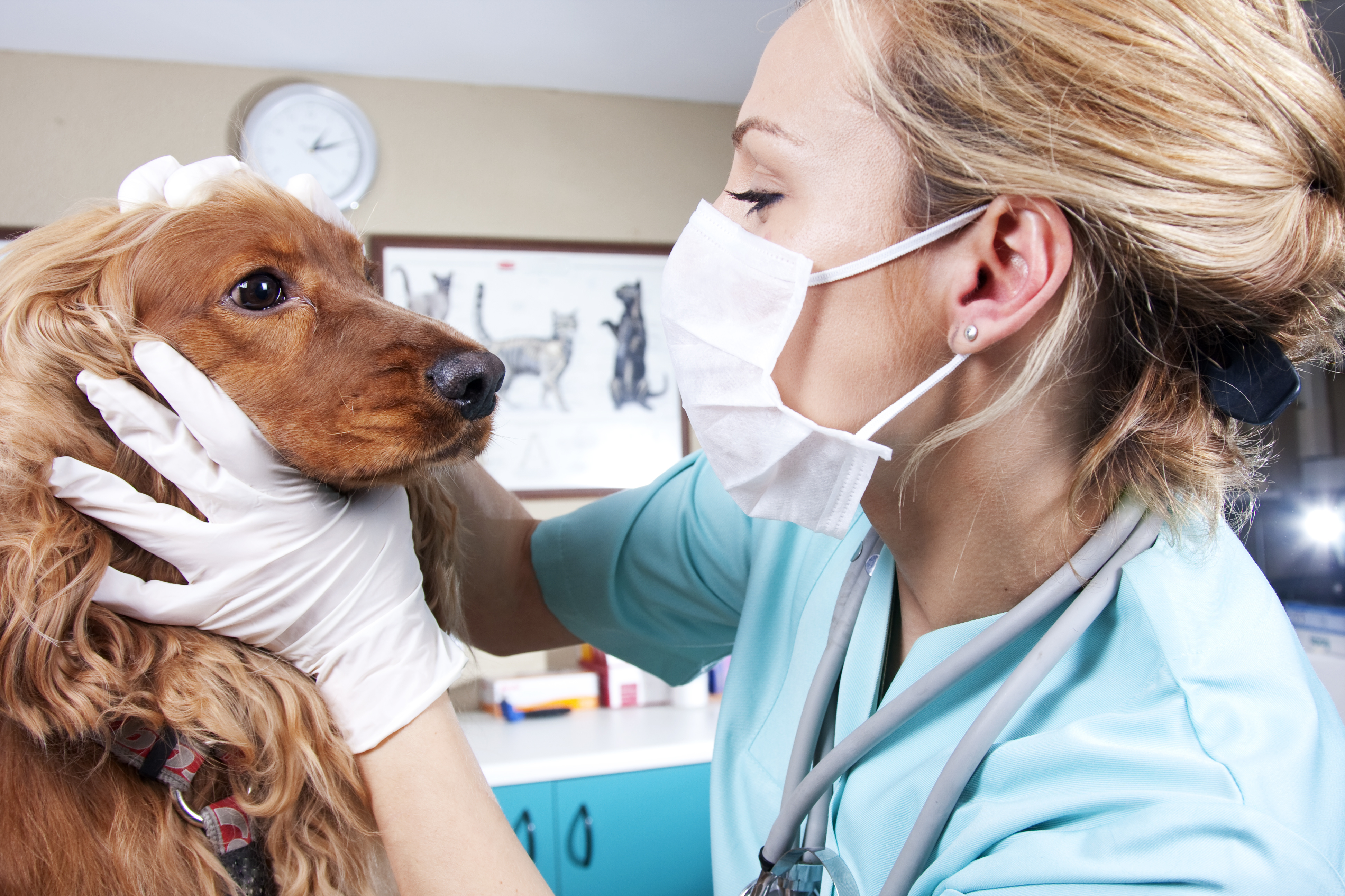 Linfoma em Cães: fique atento aos sintomas!