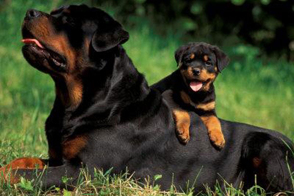 Momento fofura da família de Cachorro Rottweiler