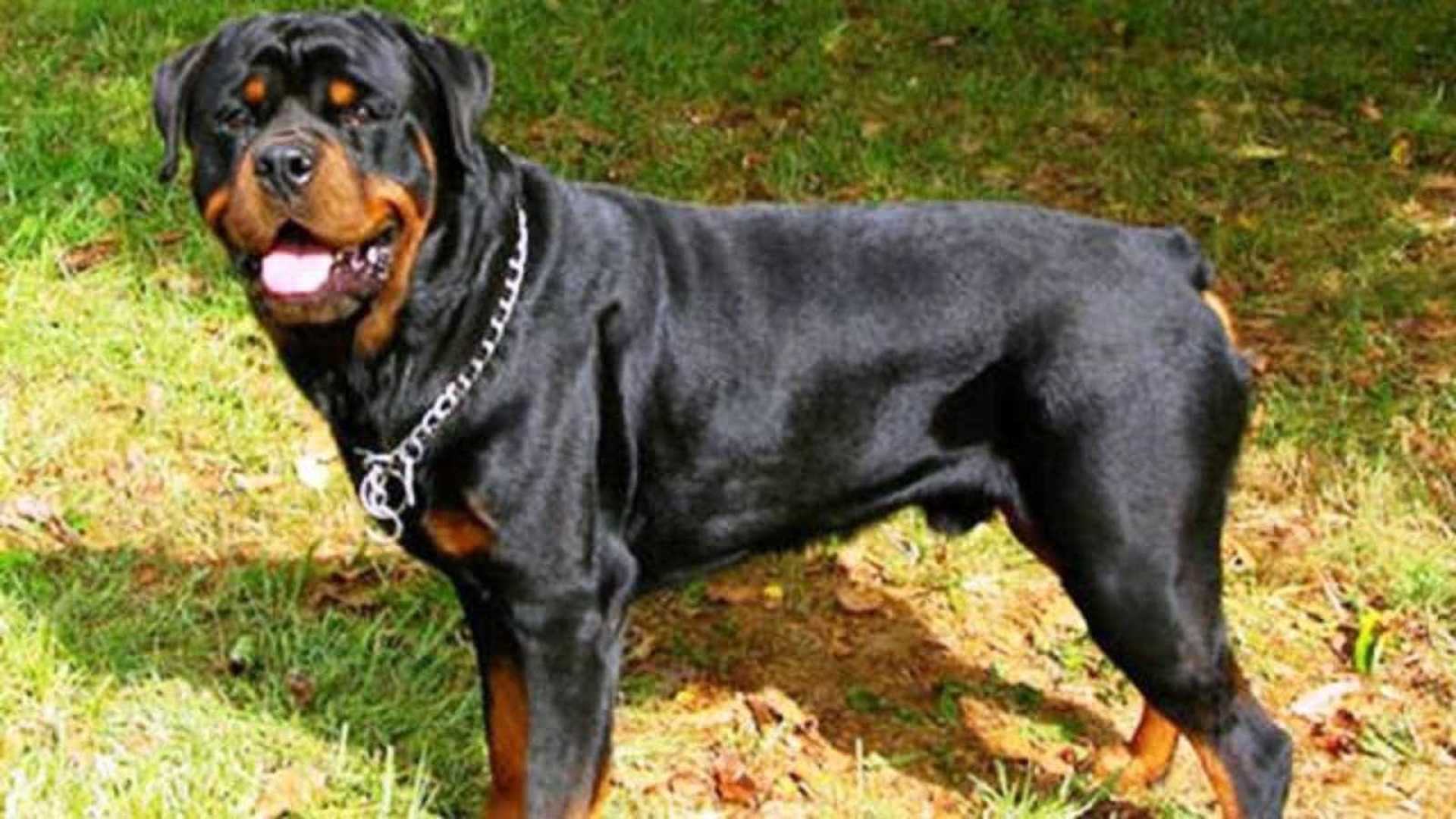 Cachorro Rottweiler: o melhor cão de guara de todos